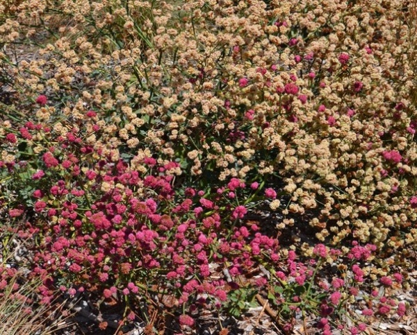 Great Design Plant: Eriogonum Nudum, a Summer Oasis for Pollinators