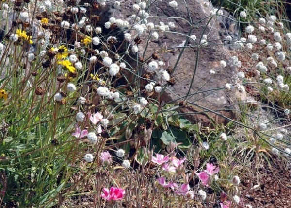 Landscape by Pete Veilleux, East Bay Wilds