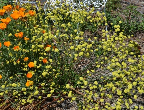 Landscape by Pete Veilleux, East Bay Wilds