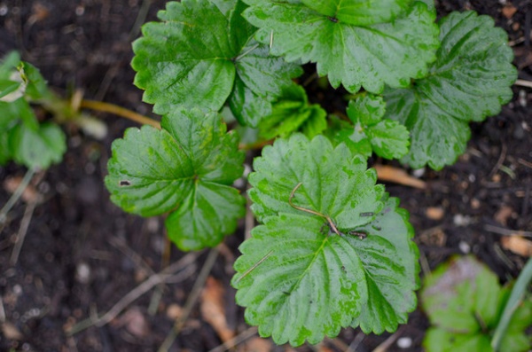 Summer Crops: How to Grow Strawberries