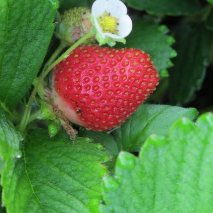 Summer Crops: How to Grow Strawberries