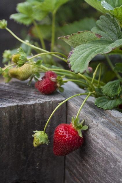 Summer Crops: How to Grow Strawberries