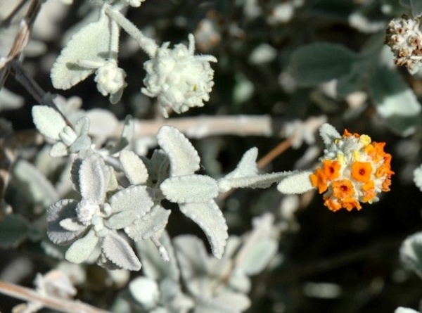 Great Design Plant: Buddleja Marrubiifolia