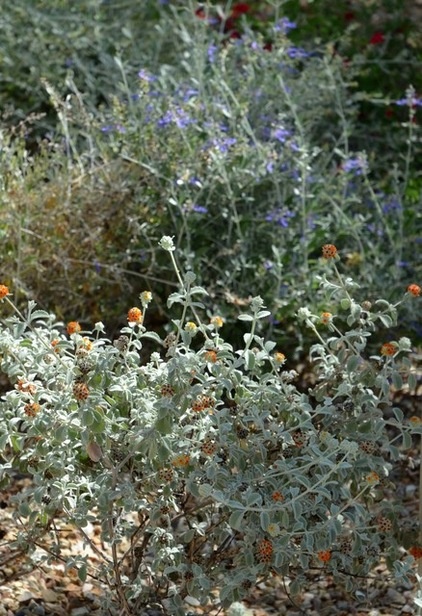 Great Design Plant: Buddleja Marrubiifolia