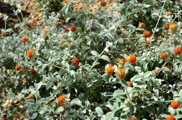 Great Design Plant: Buddleja Marrubiifolia