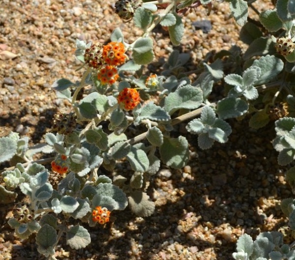 Great Design Plant: Buddleja Marrubiifolia