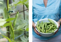 Summer Crops: How to Grow Beans