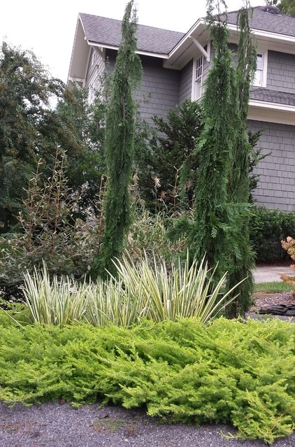 Designing With Conifers: Finding the Right Garden Bedmates