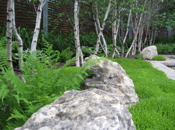 Great Design Plant: Betula Populifolia