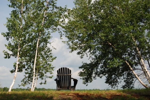 Landscape Gray Birch