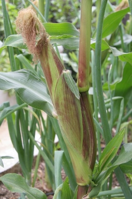 Summer Crops: How to Grow Corn