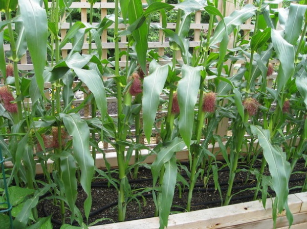 Summer Crops: How to Grow Corn