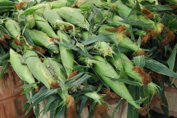 Summer Crops: How to Grow Corn