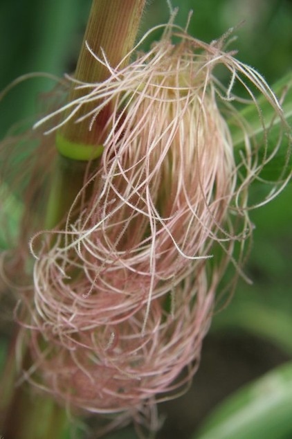 Summer Crops: How to Grow Corn