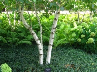 Great Design Plant: Betula Populifolia