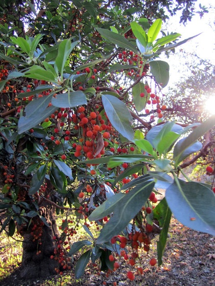 Landscape Arbutus menziesii