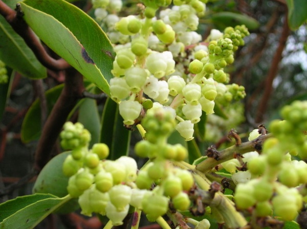 Great Design Plant: Arbutus Menziesii