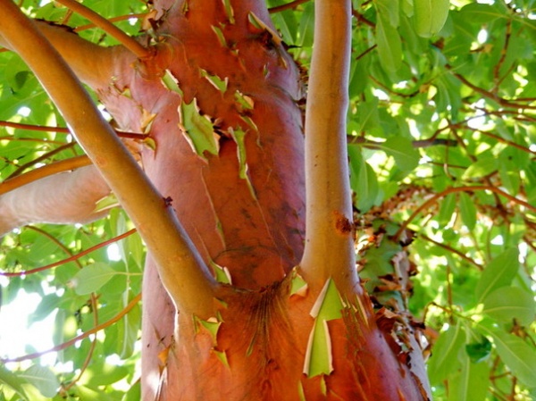 Landscape Arbutus menziesii