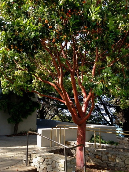 Landscape Arbutus menziesii