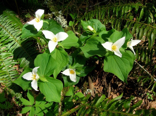 Great Design Plant: Trillium Ovatum