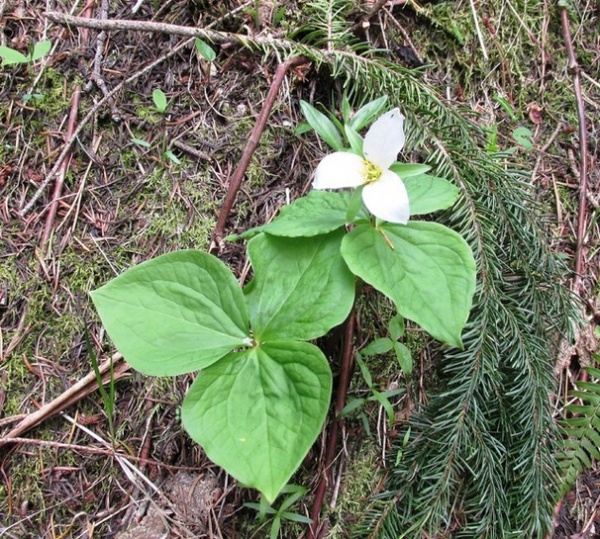 Great Design Plant: Trillium Ovatum