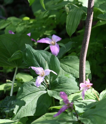 Landscape Trillium Ovatum