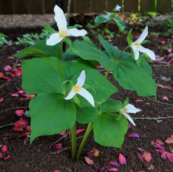 Great Design Plant: Trillium Ovatum