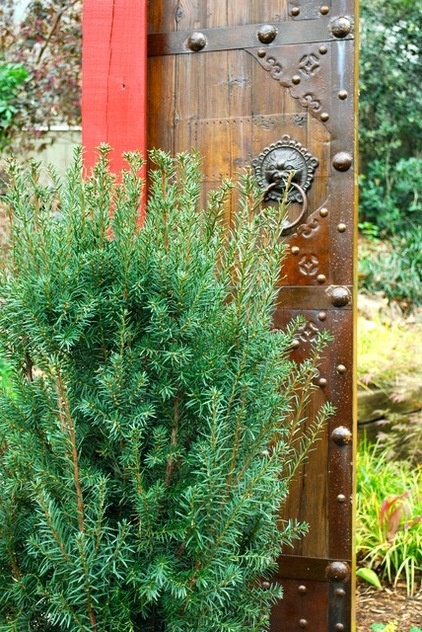 Great Design Plant:  Taxus x Media ‘Hicksii’