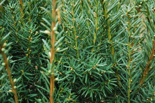 Great Design Plant:  Taxus x Media ‘Hicksii’