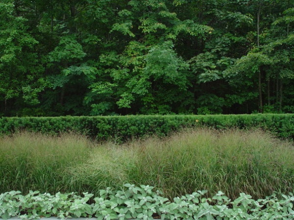 Great Design Plant:  Taxus x Media ‘Hicksii’