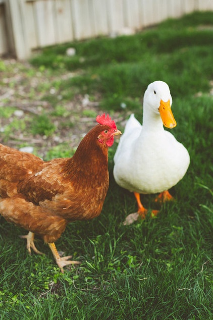 My Houzz: An Urban Farm and Animal Sanctuary in Austin