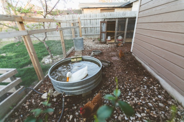 My Houzz: An Urban Farm and Animal Sanctuary in Austin