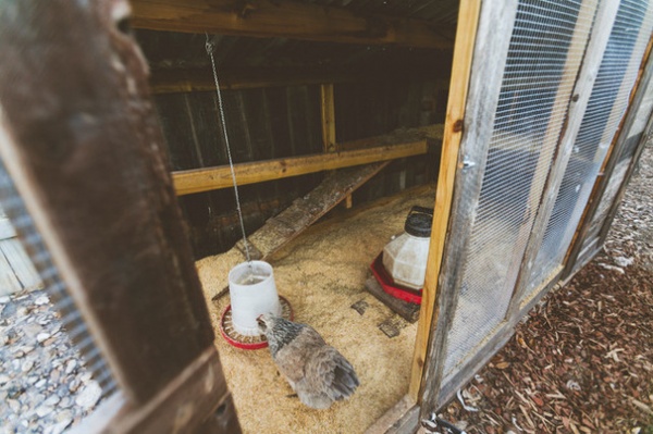 My Houzz: An Urban Farm and Animal Sanctuary in Austin