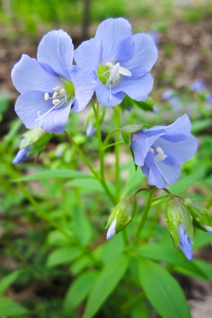 Great Design Plant: Polemonium Reptans Paints Woodlands Blue in Spring