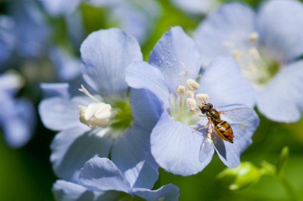 Great Design Plant: Polemonium Reptans Paints Woodlands Blue in Spring