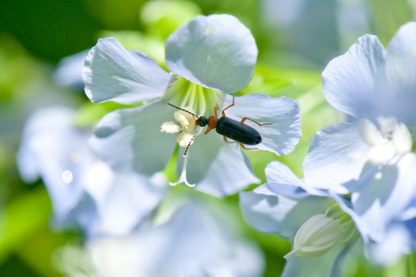 Great Design Plant: Polemonium Reptans Paints Woodlands Blue in Spring