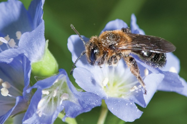 Great Design Plant: Polemonium Reptans Paints Woodlands Blue in Spring