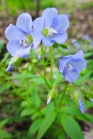 Great Design Plant: Polemonium Reptans Paints Woodlands Blue in Spring