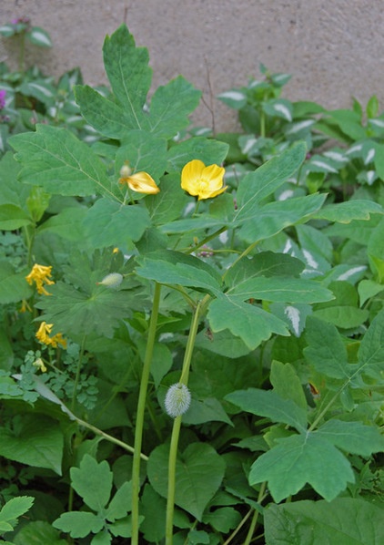 Rustic Landscape Stylophorum diphyllum