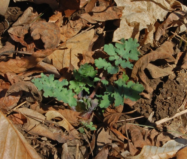 Rustic Landscape Stylophorum diphyllum