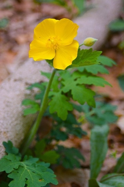 Landscape Stylophorum Diphyllum