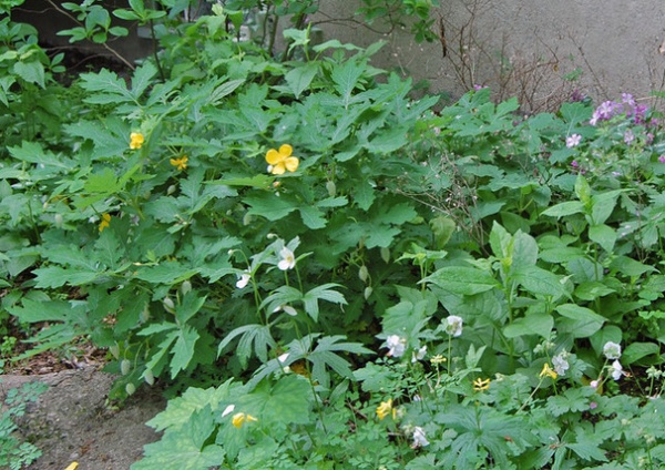 Rustic Landscape Stylophorum diphyllum