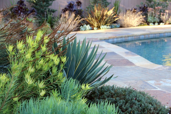 How to Design and Plant in Dry, Sunny Spots