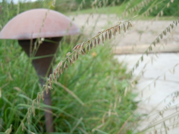 Great Design Plant: Bouteloua Curtipendula