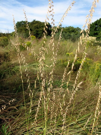 Great Design Plant: Bouteloua Curtipendula