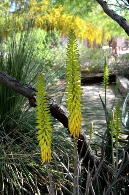 Great Design Plant: Aloe Vera