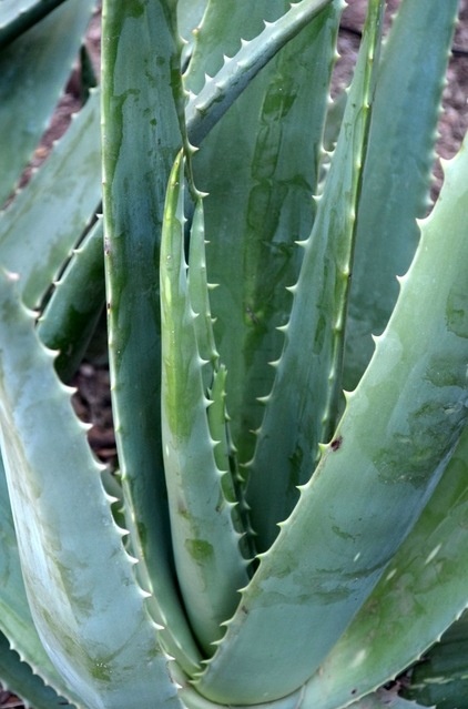 Great Design Plant: Aloe Vera