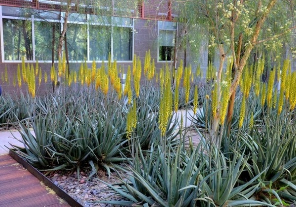 Great Design Plant: Aloe Vera