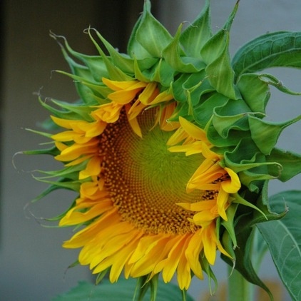 Summer Crops: How to Grow Sunflowers