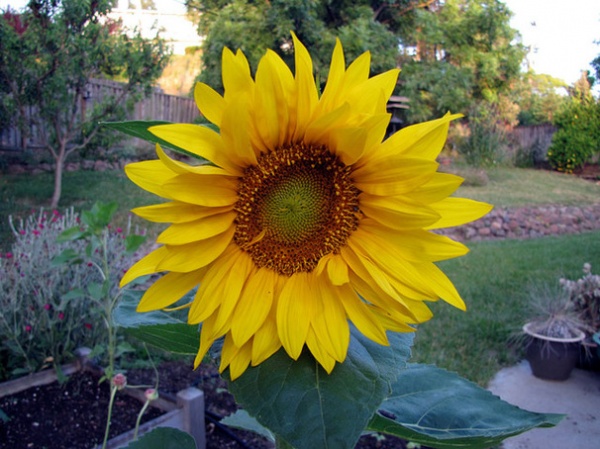 Landscape Sunflower